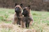 MALINOIS 832